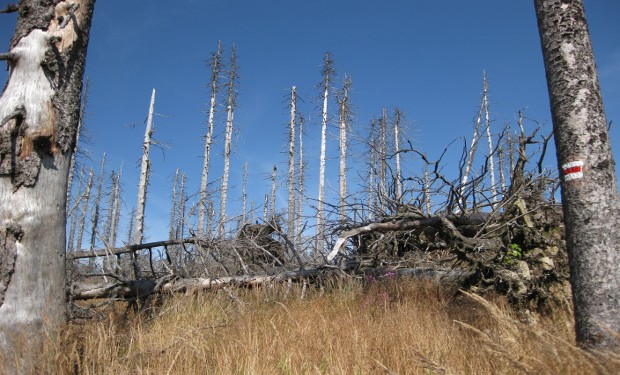 WWF: l'emergenza sanitaria effetto dell'impatto umano sugli ecosistemi. Un puntuale rapporto